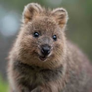 Quokka The Happiest Animal In The World