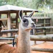 Fiesta the Llama at Houston Zoo
