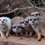 Meerkat Mob - Adelaide Zoo