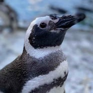Penguins - Aquarium Of The Pacific