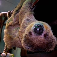 Mr Jingles the Sloth