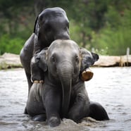 Elephant Jungle Sanctuary Thailand