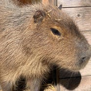 Stef & Andy the Capybaras