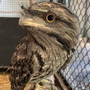 Darwin the Tawny Frogmouth