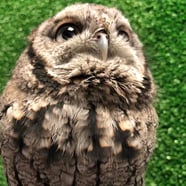 Owlfredo The Eastern Screech Owl