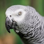 Einstein African Grey Parrot