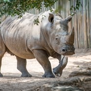 Rhinos at Houston Zoo