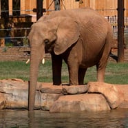 Kelly the African Elephant