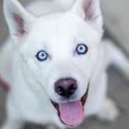 Fenix ‘Happy dog’ Lumiere