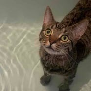 Breeze the Bath Cat (joellbaby on TikTok)