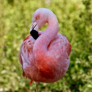Flamingos at BREC’s Baton Rouge Zoo