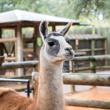 Fiesta the Llama at Houston Zoo - Creators - Profile Pic