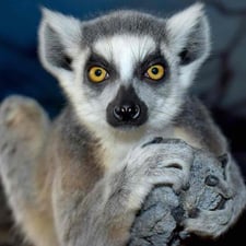 Ring Tailed Lemur Family - Creators - Profile Pic