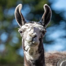 Paco the Llama - Creators - Profile Pic