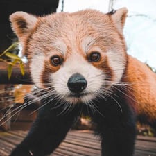 Nam Pang the Red Panda - Creators - Profile Pic