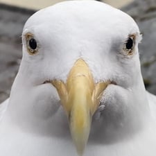 Steven the seagull - Profile Pic