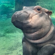 Fiona the Hippo - Creators - Profile Pic