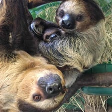Sloths Nero & Lunesta at Stone Zoo - Creators - Profile Pic