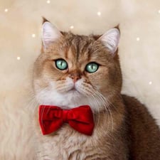 Jupiter The Brit Cat - Creators - Profile Pic