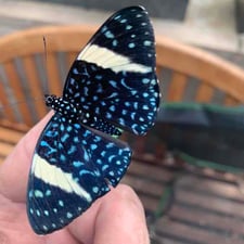 Butterfly releases at the Butterfly House: An Insect Zoo - Creators - Profile Pic