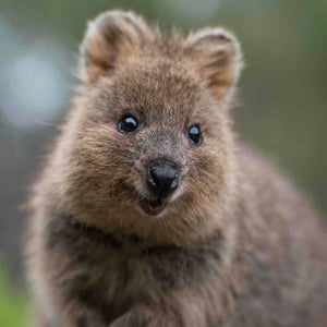 Quokka The Happiest Animal In The World | Cameo