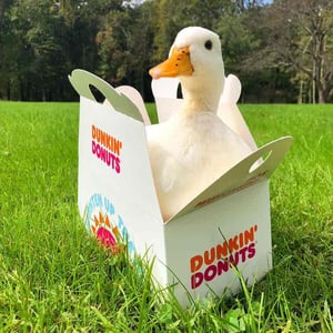 Krissy Ellis (Dunkin Ducks) - Creators - Profile Pic