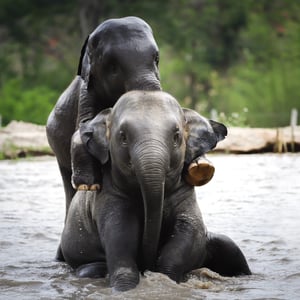 Avatar of Elephant Jungle Sanctuary Thailand