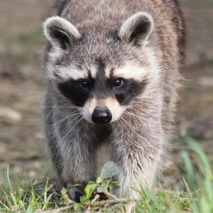 Ralph the Raccoon - Creators - Profile Pic