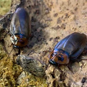 Cockroach Dedications at the Butterfly House: an Insect Zoo - Creators - Profile Pic