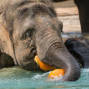 Elephants at Houston Zoo - Creators - Profile Pic