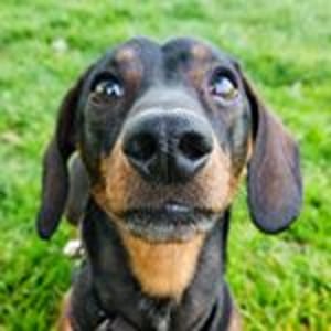 Charlie Sausage Dog - Creators - Profile Pic