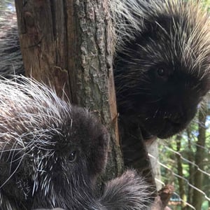 Porcupines Fezzik & Tarth at Stone Zoo - Creators - Profile Pic