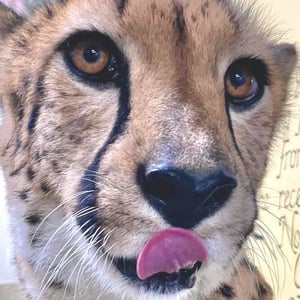 Cincinnati Zoo Cheetahs - Creators - Profile Pic
