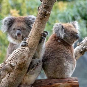 Sophie & Louise Koalas - Creators - Profile Pic