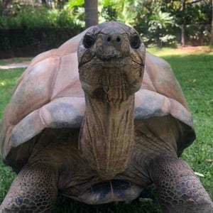 Shellebrate with a Tortoise Cameo - Creators - Profile Pic