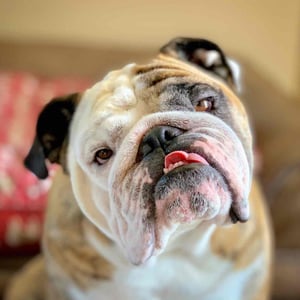 Reuben the Bulldog - Creators - Profile Pic