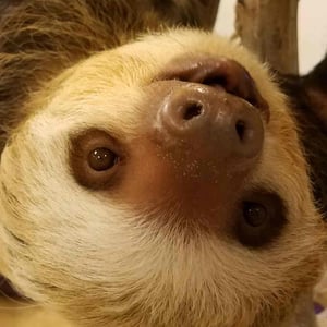 Dunkin the Two Toed Sloth - Creators - Profile Pic