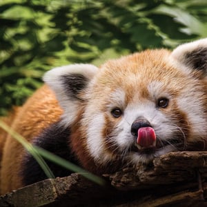 Red Pandas at Philadelphia Zoo - Creators - Profile Pic