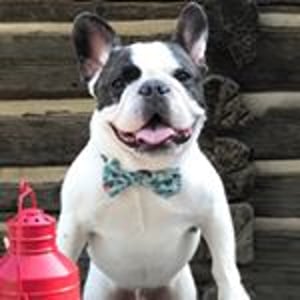 Avatar of Cooper the Frenchie
