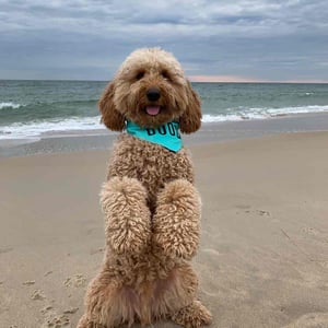 Avatar of Bentley The Goldendoodle Puppy