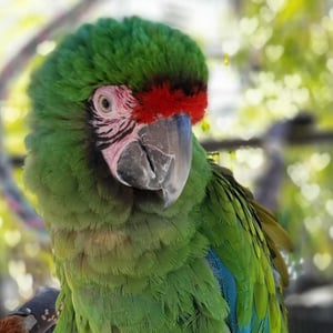 Radio the Military Macaw - Creators - Profile Pic