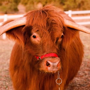 Buckley The Highland Cow - Creators - Profile Pic
