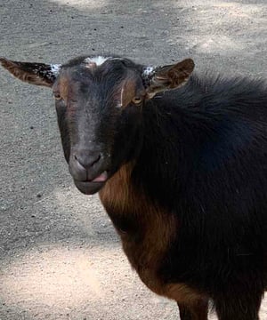 Photo of Goats, click to book