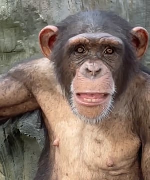 Photo of Princess the Famepark Chimpanzee, click to book
