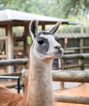 Photo of Fiesta the Llama at Houston Zoo, click to book