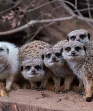 Photo of Meerkat Mob - Adelaide Zoo, click to book