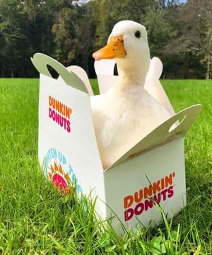 Photo of Krissy Ellis (Dunkin Ducks), click to book