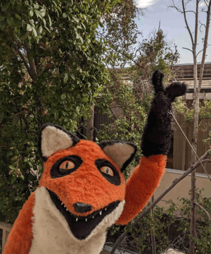 Photo of Foxi the Fox Puppet, click to book