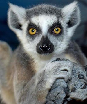 Photo of Ring Tailed Lemur Family, click to book