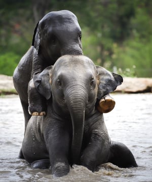 Photo of Elephant Jungle Sanctuary Thailand, click to book